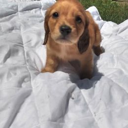 Bulldogs and Dachshunds from Baileys Precious Puppies