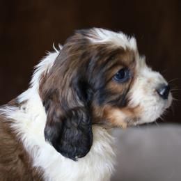 Colette - Tri-Roan female English Springer Spaniel puppy in Robesonia, Pennsylvania from Rogue Mountain Manor