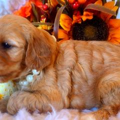 Cavalier King Charles Spaniel and Cavapoo Puppies from Sunset Valley Cavaliers
