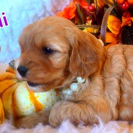 Cavalier King Charles Spaniel and Cavapoo Puppies from Sunset Valley Cavaliers