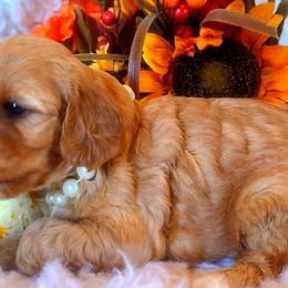 Cavalier King Charles Spaniel and Cavapoo Puppies from Sunset Valley Cavaliers