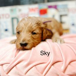 Sky - Cream female Goldendoodle puppy in Pasco, Washington from Camp Doodle Woods