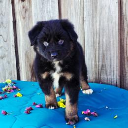 Bentley - Black tri male Miniature Australian Shepherd puppy in Stevinson, California from Aussies De Linares