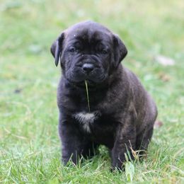 Boerboel Puppies from Northland Boerboels