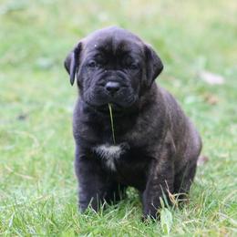 Boerboel Puppies from Northland Boerboels