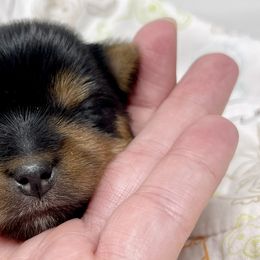 Boy 1 - Blue and gold Yorkshire Terrier puppy in Greer, South Carolina from Firesteel Yorkies