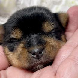 Boy 1 - Blue and gold Yorkshire Terrier puppy in Greer, South Carolina from Firesteel Yorkies