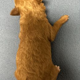 AKC white chest - Red  male Poodle puppy in Southwest Ranches, Florida from Herringbone ‘s Poodles