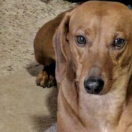 Dachshunds from Weenie Hut House
