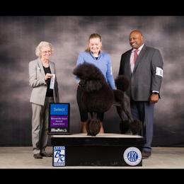 Wednesday - Poodle