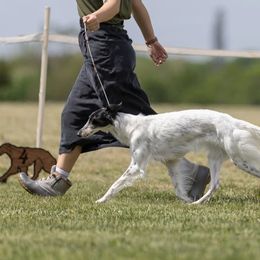 Silken Windhounds from Beloved Silken Windhounds