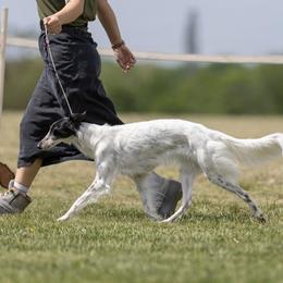 Silken Windhounds from Beloved Silken Windhounds