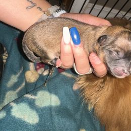 Girl 1 - Pomeranian puppy in Cherokee Village, Arkansas from Pomeranian