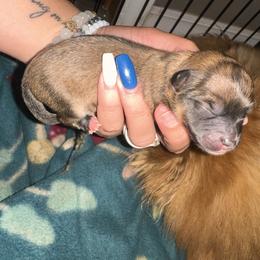 Girl 1 - Pomeranian puppy in Cherokee Village, Arkansas from Pomeranian