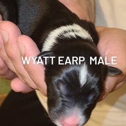 Australian Shepherd Puppies from Wilder than the west Standard Australian shepherds