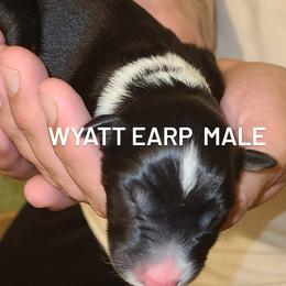 Australian Shepherd Puppies from Wilder than the west Standard Australian shepherds