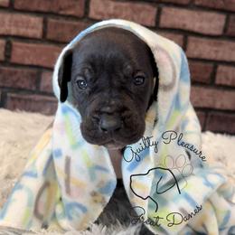 Ink - Blue and white male Great Dane puppy in Barberton, Ohio from Guilty Pleasure Great Danes