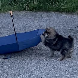 Finnish Lapphund Puppies from Moonshot Finnish Lapphunds