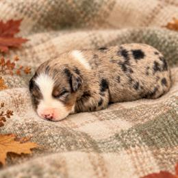 Cinder - Blue merle male Australian Shepherd puppy in Howardsville, Virginia from Spectacular Aussies and Cavaliers