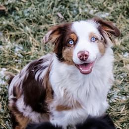 Australian Shepherds from Miracle Meadows Aussies