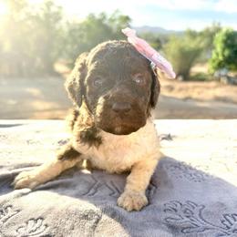Lily - Parti female Poodle puppy in Meadowbrook, California from Standard Poodle Pups