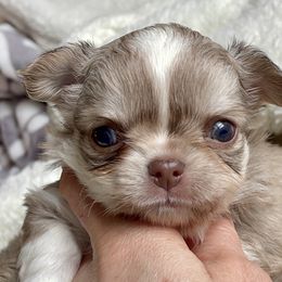 Chihuahua Puppies from ChiWowTown Chihuahuas