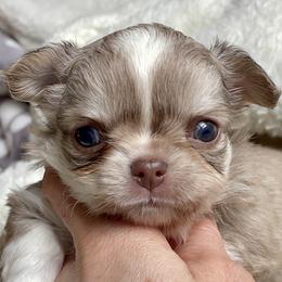 Chihuahua Puppies from ChiWowTown Chihuahuas