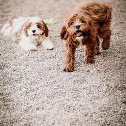 Cavapoo, Cavapoochon, and Companion Cross Puppies from Habibi Bears