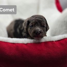 Comet-Gray collar - Blue merle male Bernedoodle puppy in Summerville, South Carolina from Channys Doodles