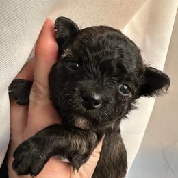 Ivy - Black female Chihuahua puppy in Coweta, Oklahoma from Green Country Chihuahuas