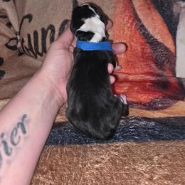 Dark Blue - Black white and brown male Basset Hound puppy in Russellville, Kentucky from Morse's Basset Hounds