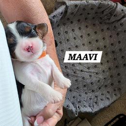 Maavi - Tri-color female Cavalier King Charles Spaniel puppy in Lehi, Utah from Angels and Nobility Cavaliers
