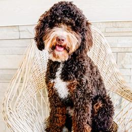 Harvey - Bernedoodle