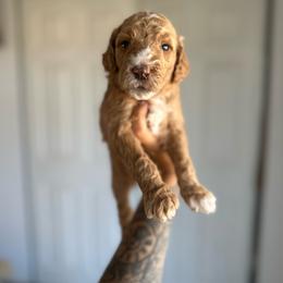 Faith - Apricot female Goldendoodle puppy in Waterford, California from Alvdoodles