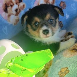 Lime green bandana boy - Black and tan male Pembroke Welsh Corgi puppy in Cherokee, Oklahoma from MCS Farms-OK