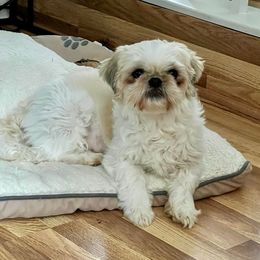 Mocha - Shih Tzu