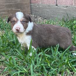 Teddy - White and red male Border Collie puppy in Mckinney, Texas from Border Collies of Ruidoso