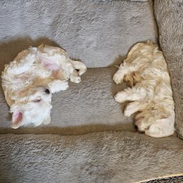 Coton de Tulear Puppies from Ferne's Kintana Cotons