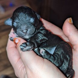 Poodle puppies from Puppy Love by Elizabeth