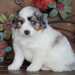 Girl 3 - Blue merle female Aussiedoodle puppy in Lawton, Oklahoma from Lindsey’s Aussies