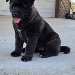Akita Puppies from Folklore Akitas