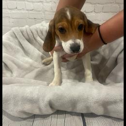 Girl 1 - White black and tan female Beagle puppy in Hollister, California from 831 Beagles