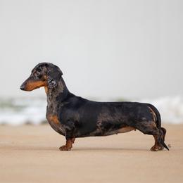 Piper - Dachshund