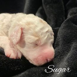 Sugar - White male Bernedoodle puppy in Pismo Beach, California from Beach Bernedoodles