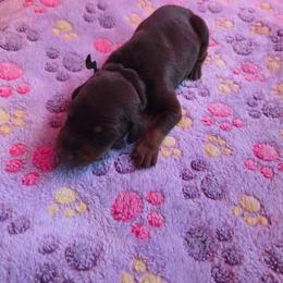 Dark Green Collar - Red and rust male Doberman Pinscher puppy in Acworth, Georgia from Stonewood Dobermans and Min Pins