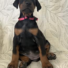 Doberman Pinscher Puppies from Noble Doberman