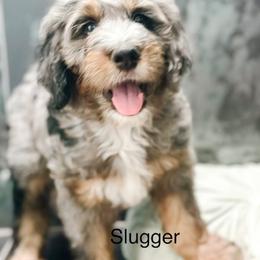 Slugger - Blue merle male Bernedoodle puppy in Pasco, Washington from Camp Doodle Woods