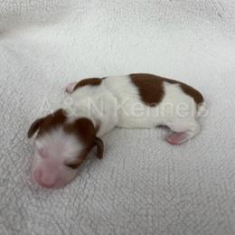 Girl 2 - Piebald female Dachshund puppy in Brandon, Mississippi from A & N Kennels