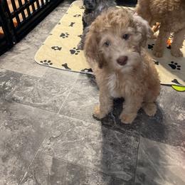 Golden Aussiedoodle and Goldendoodle Puppies from Law Doodles of SC