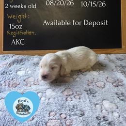 Atlas - Cream male Dachshund puppy in Hoquiam, Washington from Heyd's Mini Dachshunds